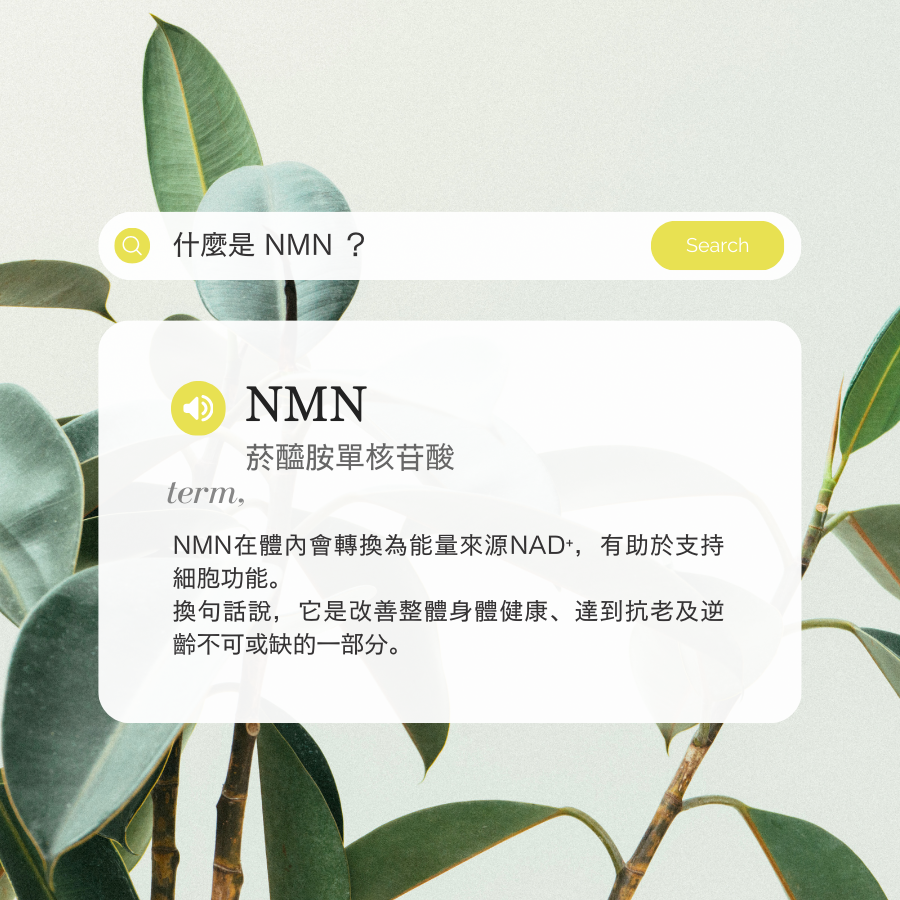 NMN 21300膠囊（菸醯胺單核苷酸）